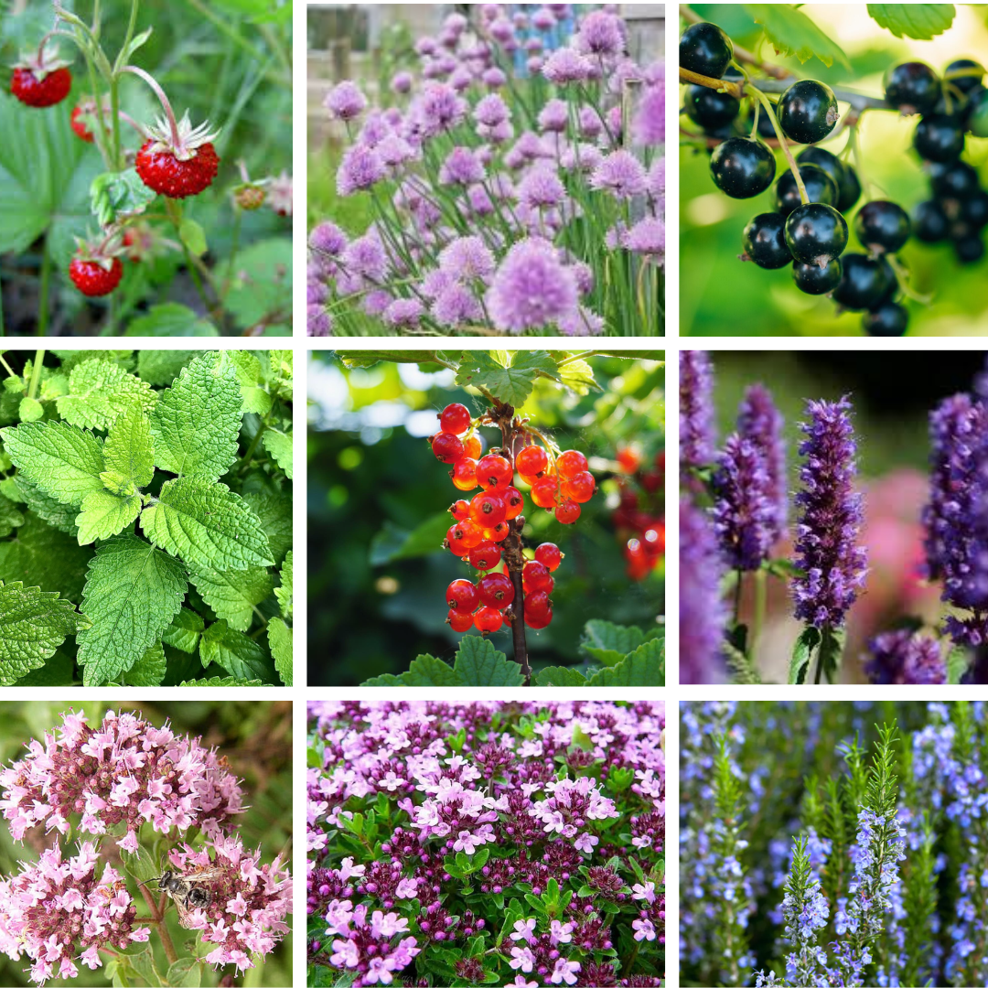 Eetbare Geveltuin